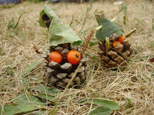 Pommes de pin lutins